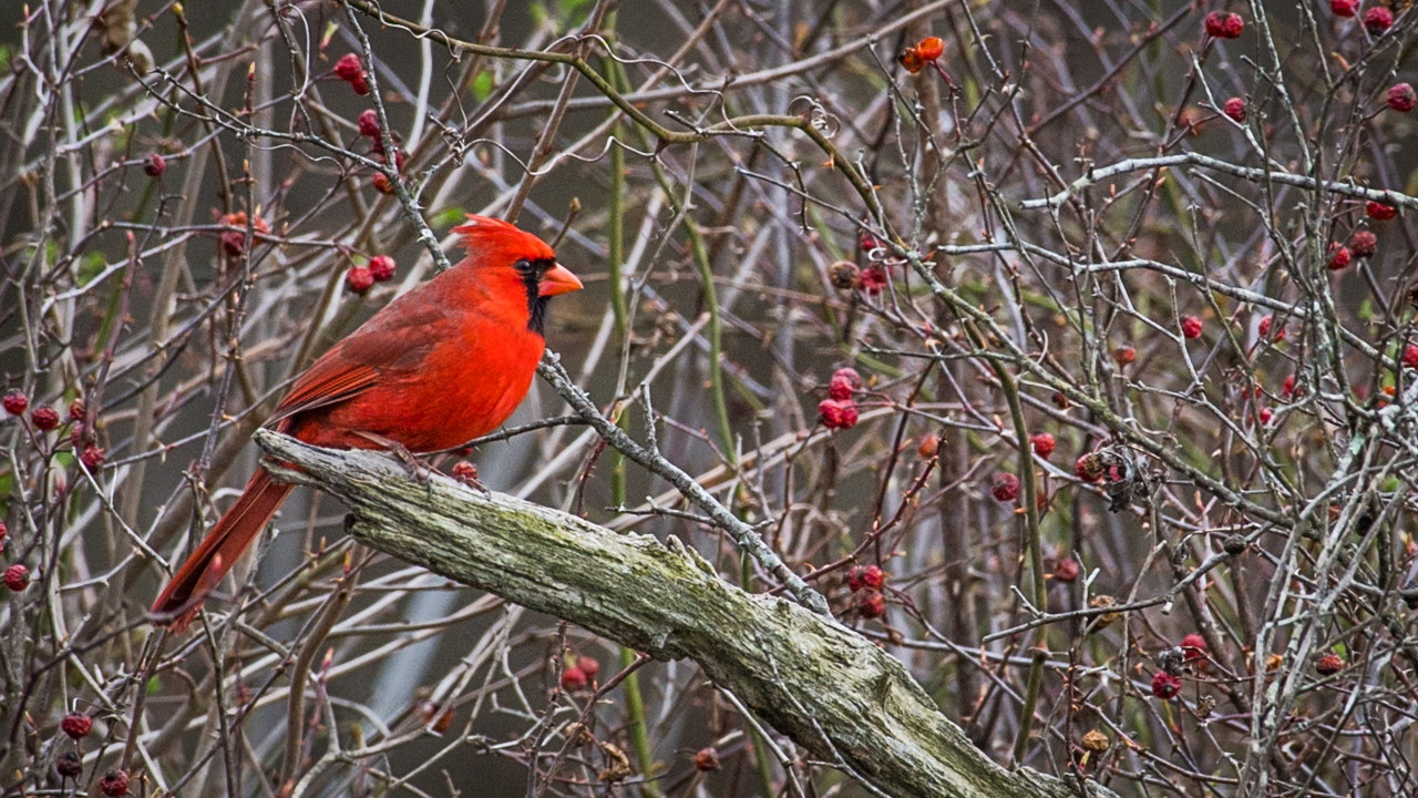 Cardinal in the Backyard